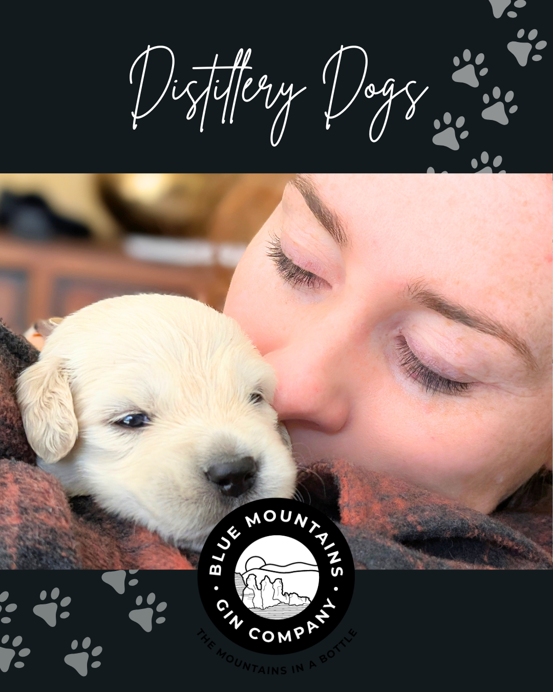 distillery-dogs-comp Distillery Dogs Competition at The Factory Bar Katoomba